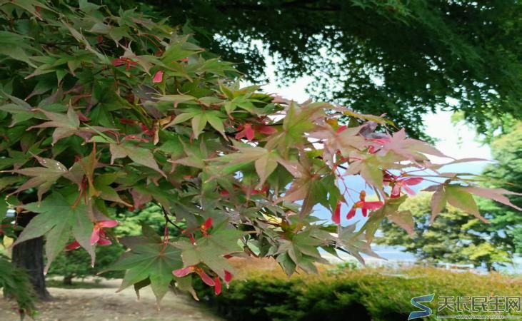 雅风天长—流火兰秋2025年8月31日(图5)