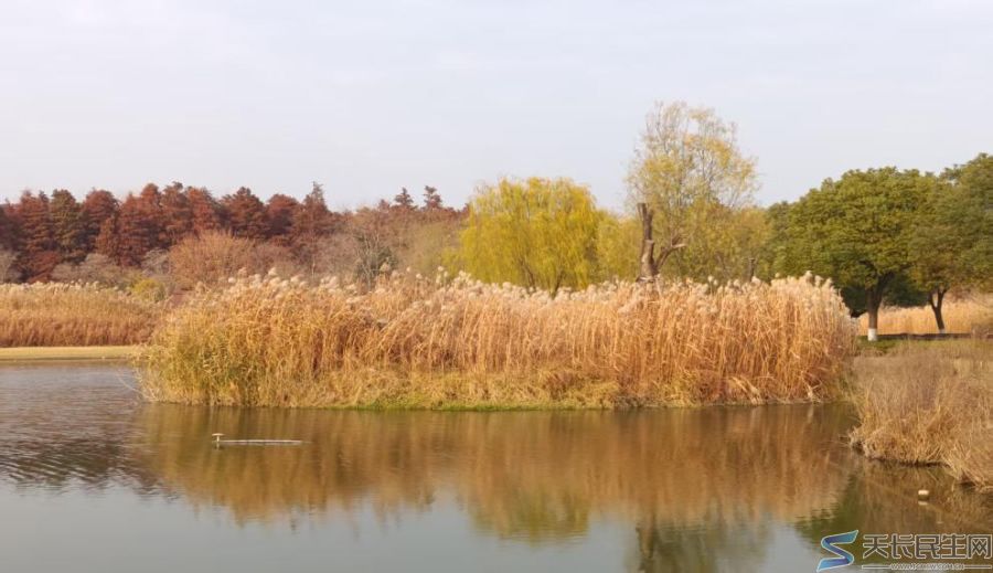 雅风天长—授良菊序2025年10月31日(图7) 雅风天长—授良菊序2025年10月31日(图7)