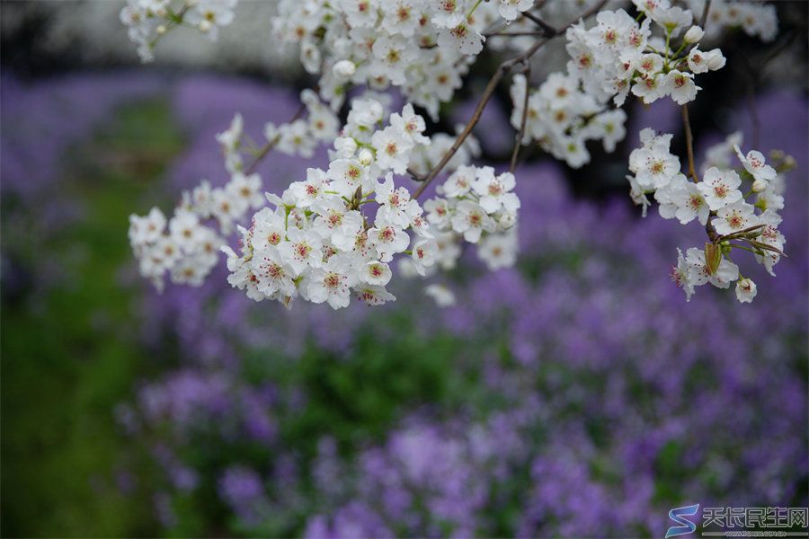 天长市旅游摄影协会赴江苏采风
