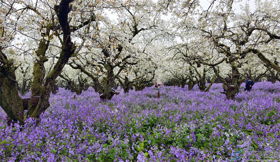 天长市旅游摄影协会赴江苏采风